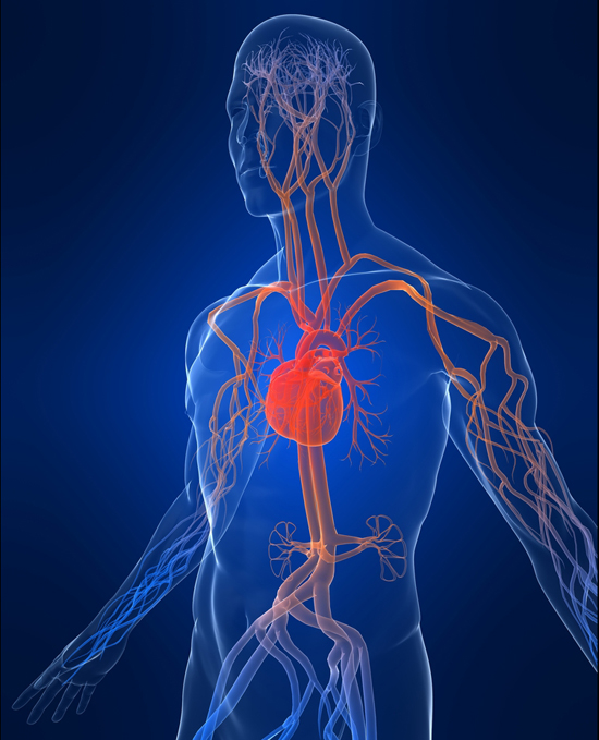 Research indicates that vascular calcification is a complex and actively regulated process involving tissue proteins that depend on the presence of vitamin K.